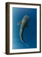 Whale Shark, Cenderawasih Bay, West Papua, Indonesia-Pete Oxford-Framed Photographic Print