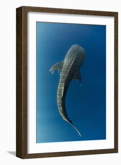 Whale Shark, Cenderawasih Bay, West Papua, Indonesia-Pete Oxford-Framed Photographic Print