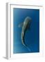 Whale Shark, Cenderawasih Bay, West Papua, Indonesia-Pete Oxford-Framed Photographic Print