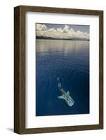 Whale Shark, Cenderawasih Bay, West Papua, Indonesia-Pete Oxford-Framed Photographic Print