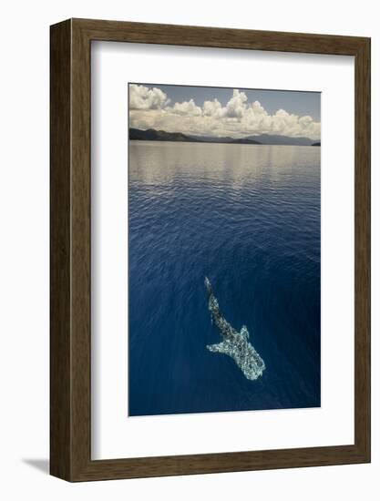 Whale Shark, Cenderawasih Bay, West Papua, Indonesia-Pete Oxford-Framed Photographic Print