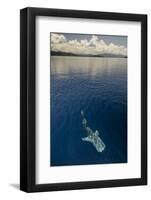 Whale Shark, Cenderawasih Bay, West Papua, Indonesia-Pete Oxford-Framed Photographic Print