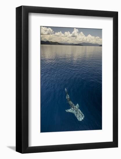 Whale Shark, Cenderawasih Bay, West Papua, Indonesia-Pete Oxford-Framed Photographic Print