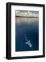 Whale Shark, Cenderawasih Bay, West Papua, Indonesia-Pete Oxford-Framed Photographic Print