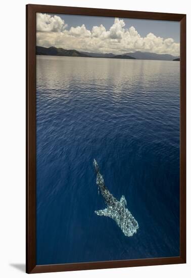 Whale Shark, Cenderawasih Bay, West Papua, Indonesia-Pete Oxford-Framed Photographic Print