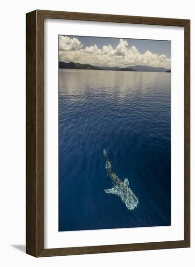 Whale Shark, Cenderawasih Bay, West Papua, Indonesia-Pete Oxford-Framed Photographic Print