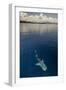 Whale Shark, Cenderawasih Bay, West Papua, Indonesia-Pete Oxford-Framed Photographic Print