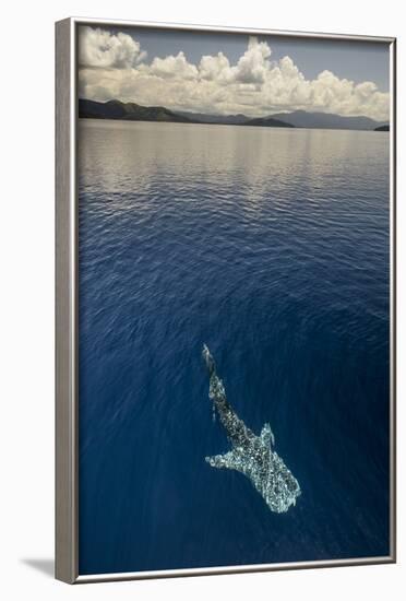 Whale Shark, Cenderawasih Bay, West Papua, Indonesia-Pete Oxford-Framed Photographic Print