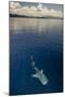 Whale Shark, Cenderawasih Bay, West Papua, Indonesia-Pete Oxford-Mounted Photographic Print