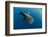 Whale Shark, Cenderawasih Bay, West Papua, Indonesia-Pete Oxford-Framed Photographic Print