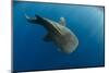 Whale Shark, Cenderawasih Bay, West Papua, Indonesia-Pete Oxford-Mounted Photographic Print