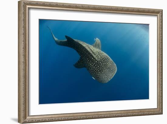 Whale Shark, Cenderawasih Bay, West Papua, Indonesia-Pete Oxford-Framed Photographic Print