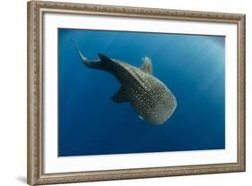 Whale Shark, Cenderawasih Bay, West Papua, Indonesia-Pete Oxford-Framed Photographic Print