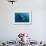 Whale Shark, Cenderawasih Bay, West Papua, Indonesia-Pete Oxford-Framed Photographic Print displayed on a wall