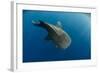 Whale Shark, Cenderawasih Bay, West Papua, Indonesia-Pete Oxford-Framed Photographic Print