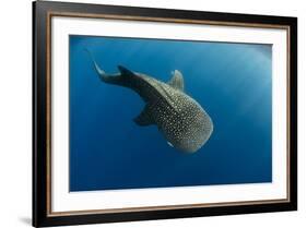 Whale Shark, Cenderawasih Bay, West Papua, Indonesia-Pete Oxford-Framed Photographic Print