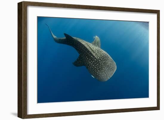 Whale Shark, Cenderawasih Bay, West Papua, Indonesia-Pete Oxford-Framed Photographic Print