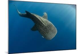 Whale Shark, Cenderawasih Bay, West Papua, Indonesia-Pete Oxford-Mounted Photographic Print