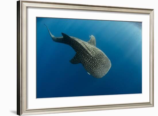 Whale Shark, Cenderawasih Bay, West Papua, Indonesia-Pete Oxford-Framed Photographic Print