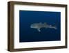 Whale Shark, Cenderawasih Bay, West Papua, Indonesia-Pete Oxford-Framed Photographic Print