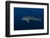 Whale Shark, Cenderawasih Bay, West Papua, Indonesia-Pete Oxford-Framed Photographic Print