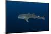 Whale Shark, Cenderawasih Bay, West Papua, Indonesia-Pete Oxford-Mounted Photographic Print