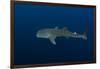 Whale Shark, Cenderawasih Bay, West Papua, Indonesia-Pete Oxford-Framed Photographic Print