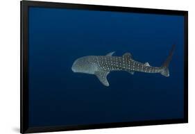 Whale Shark, Cenderawasih Bay, West Papua, Indonesia-Pete Oxford-Framed Photographic Print