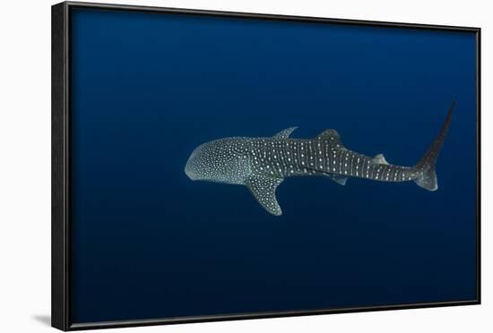 Whale Shark, Cenderawasih Bay, West Papua, Indonesia-Pete Oxford-Framed Photographic Print