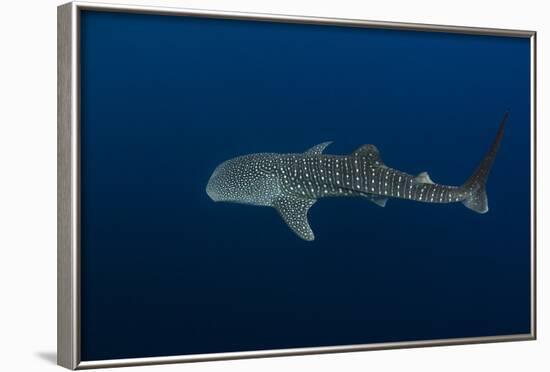 Whale Shark, Cenderawasih Bay, West Papua, Indonesia-Pete Oxford-Framed Photographic Print