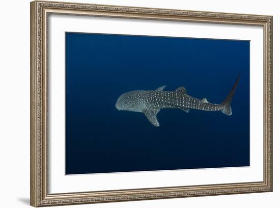 Whale Shark, Cenderawasih Bay, West Papua, Indonesia-Pete Oxford-Framed Photographic Print