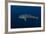 Whale Shark, Cenderawasih Bay, West Papua, Indonesia-Pete Oxford-Framed Photographic Print