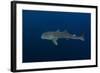 Whale Shark, Cenderawasih Bay, West Papua, Indonesia-Pete Oxford-Framed Photographic Print