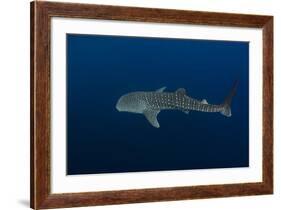 Whale Shark, Cenderawasih Bay, West Papua, Indonesia-Pete Oxford-Framed Photographic Print