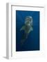 Whale Shark, Cenderawasih Bay, West Papua, Indonesia-Pete Oxford-Framed Photographic Print