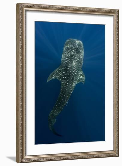 Whale Shark, Cenderawasih Bay, West Papua, Indonesia-Pete Oxford-Framed Photographic Print