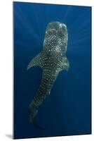 Whale Shark, Cenderawasih Bay, West Papua, Indonesia-Pete Oxford-Mounted Photographic Print