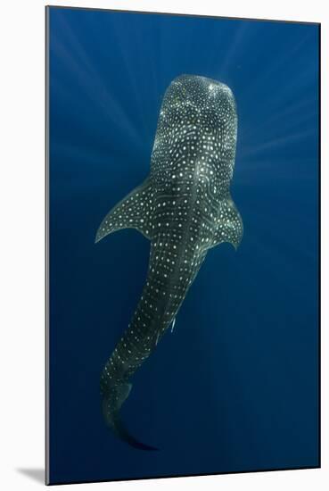 Whale Shark, Cenderawasih Bay, West Papua, Indonesia-Pete Oxford-Mounted Photographic Print