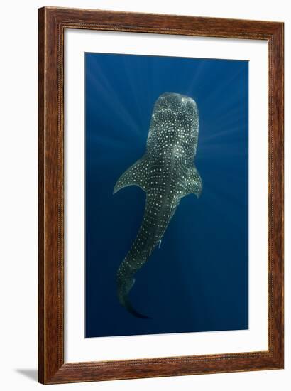 Whale Shark, Cenderawasih Bay, West Papua, Indonesia-Pete Oxford-Framed Photographic Print