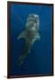 Whale Shark, Cenderawasih Bay, West Papua, Indonesia-Pete Oxford-Framed Photographic Print