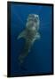 Whale Shark, Cenderawasih Bay, West Papua, Indonesia-Pete Oxford-Framed Photographic Print