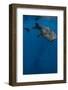 Whale Shark, Cenderawasih Bay, West Papua, Indonesia-Pete Oxford-Framed Photographic Print