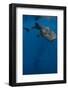 Whale Shark, Cenderawasih Bay, West Papua, Indonesia-Pete Oxford-Framed Photographic Print