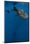 Whale Shark, Cenderawasih Bay, West Papua, Indonesia-Pete Oxford-Mounted Photographic Print