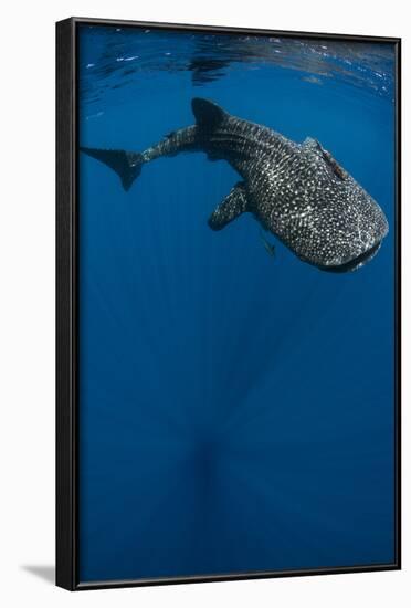 Whale Shark, Cenderawasih Bay, West Papua, Indonesia-Pete Oxford-Framed Photographic Print