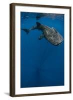 Whale Shark, Cenderawasih Bay, West Papua, Indonesia-Pete Oxford-Framed Photographic Print