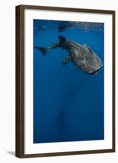 Whale Shark, Cenderawasih Bay, West Papua, Indonesia-Pete Oxford-Framed Photographic Print