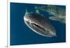 Whale Shark, Cenderawasih Bay, West Papua, Indonesia-Pete Oxford-Framed Photographic Print