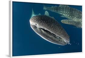 Whale Shark, Cenderawasih Bay, West Papua, Indonesia-Pete Oxford-Framed Photographic Print