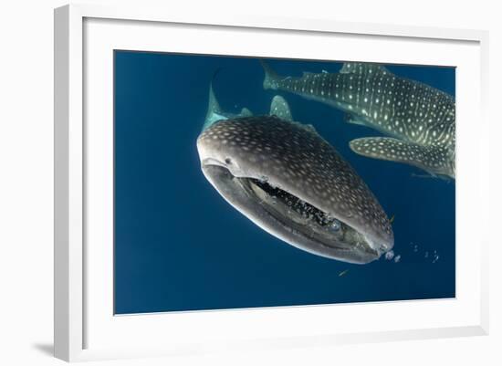 Whale Shark, Cenderawasih Bay, West Papua, Indonesia-Pete Oxford-Framed Photographic Print